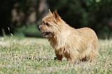 NORWICH TERRIER 050